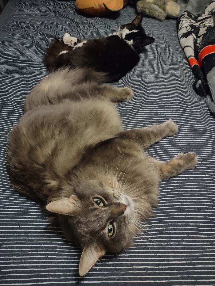 Two Fluffs For The Price Of One