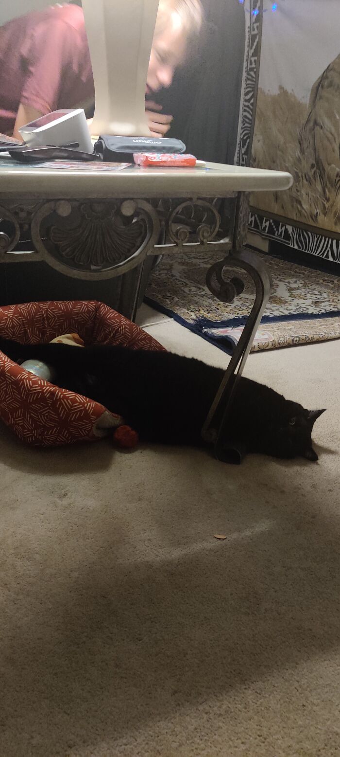 Half On The Cat Bed, Half Off The Cat Bed