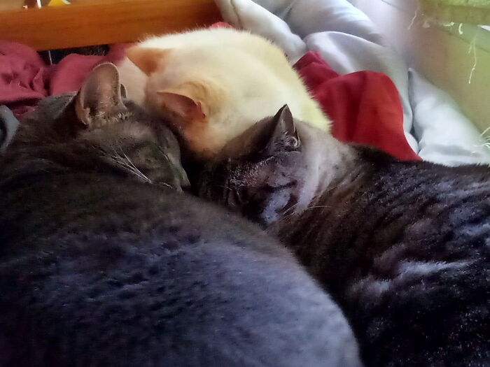 Nap Time With My Buddies
