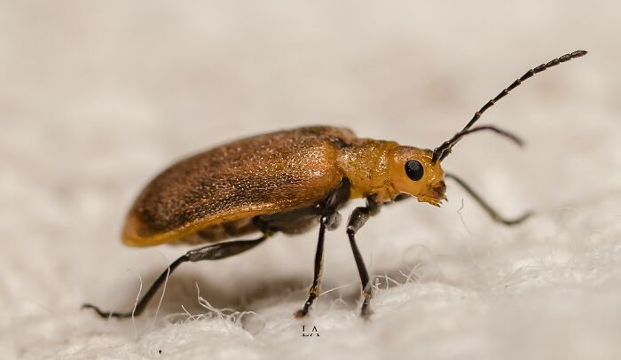 Beetle Which I Caught In My Garden