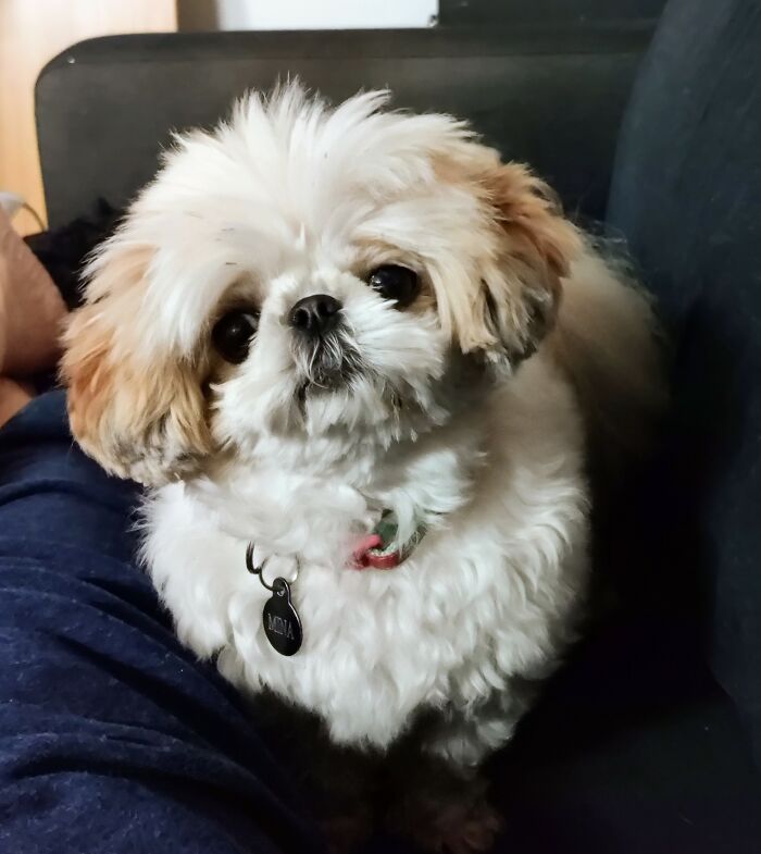 This Little Munchkin