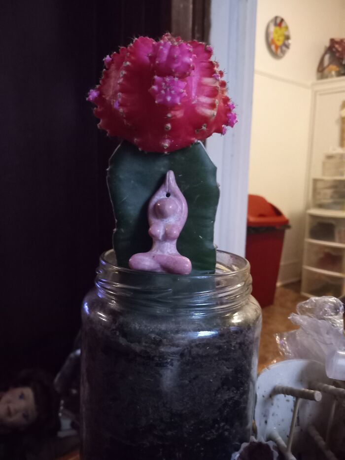 My Cactus Named Frida Cacto 😸