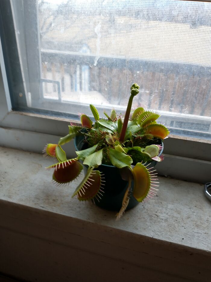 My Venus Flytrap Is Flowering