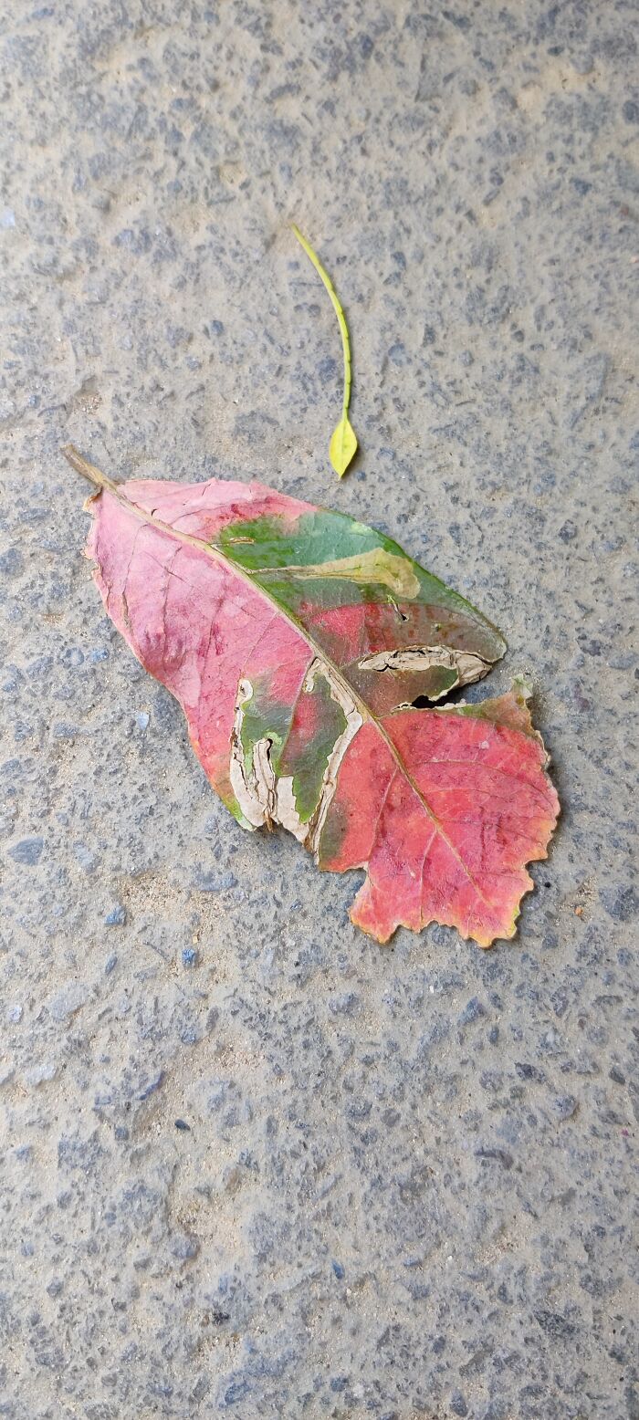I Like Photography. Sometimes I Don't Find Interesting Things To Click. Thought This Drying Leaf Was Interesting