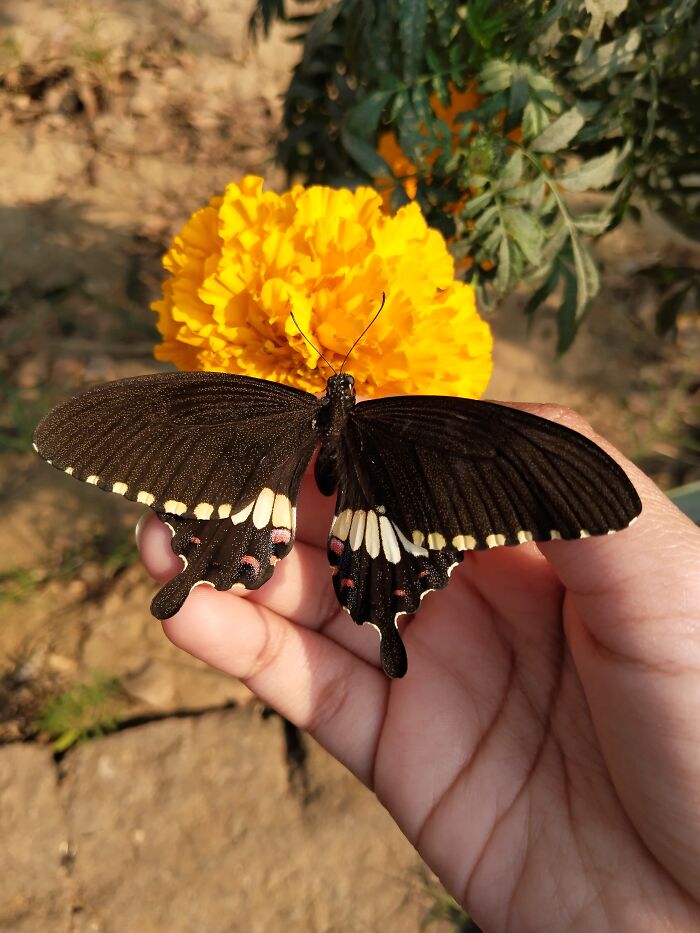 This Butterfly That Landed On My Hand