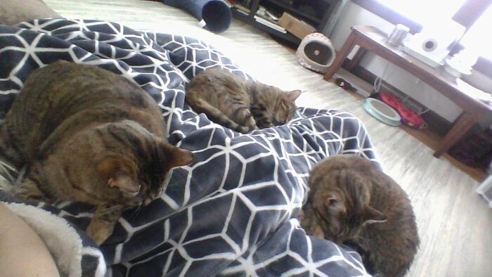 3 Out Of 4 Cats Love Me!