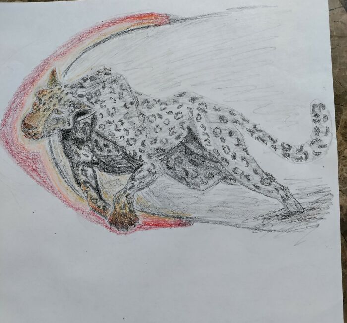 Leopard School Project