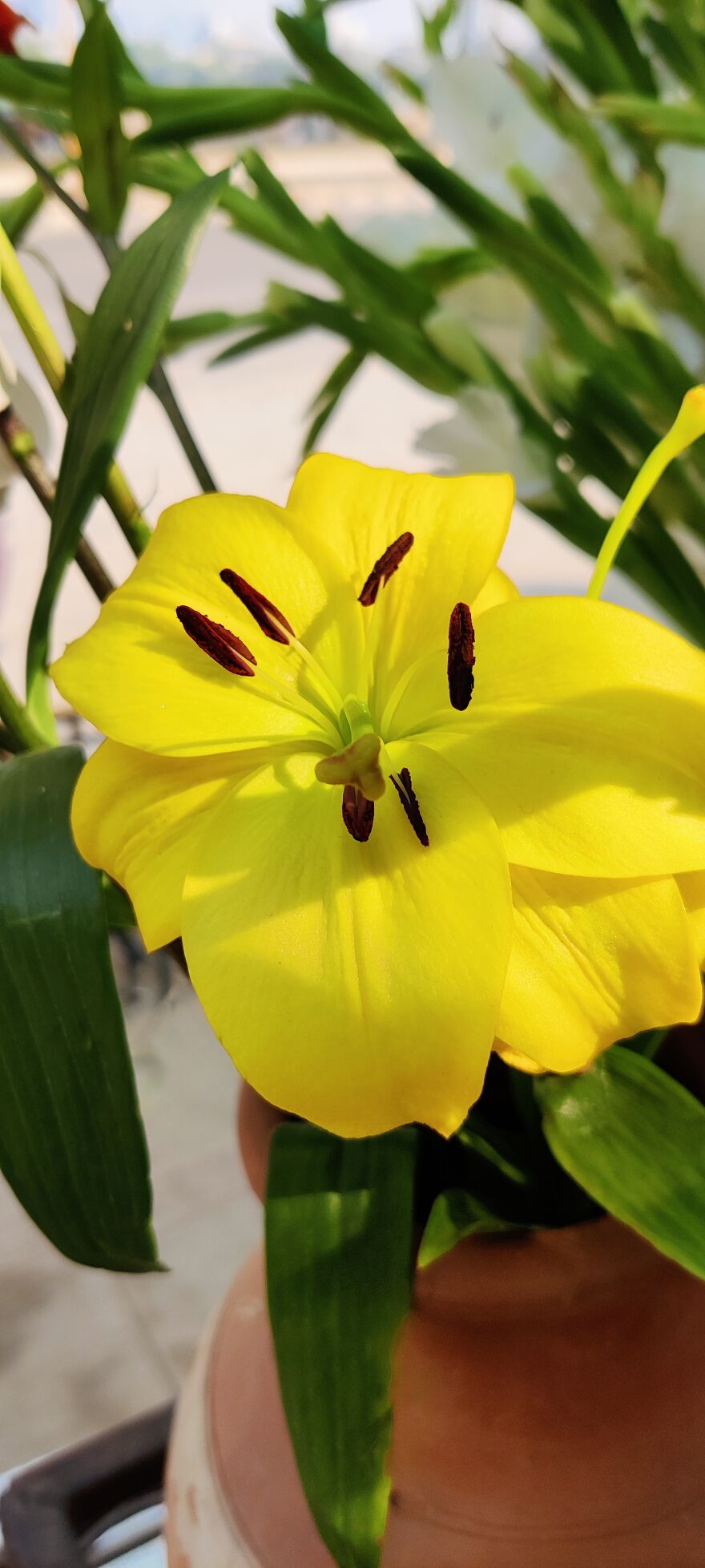 Took It Few Days Back. Don't Know Which Flower It Is?