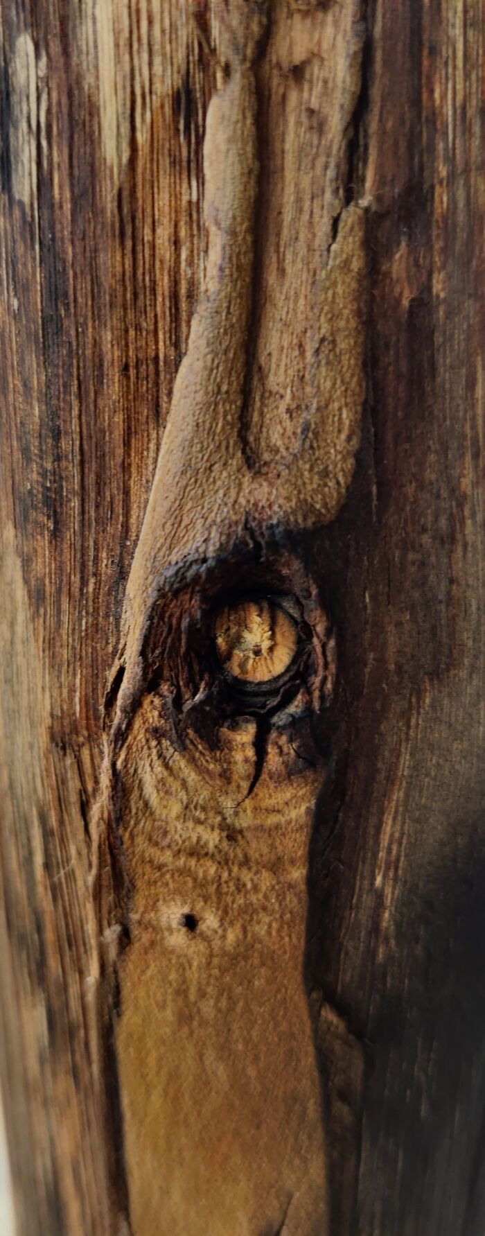 Found The Wood Texture Interesting. Made It My Wallpaper