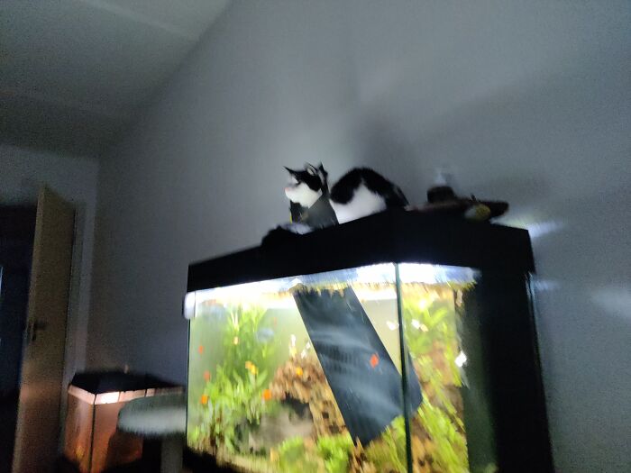 No Cat Or Fish Was Harmed. :)