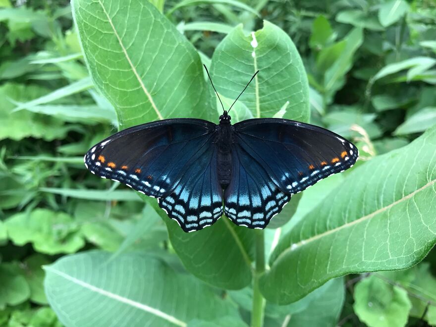 It Let Me Get Really Close To It Before It Flew Away! Found In My Family Garden