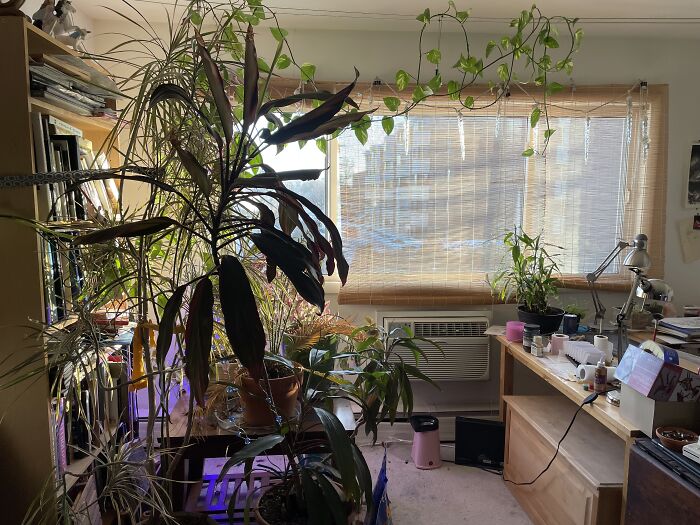My Indoor Jungle!