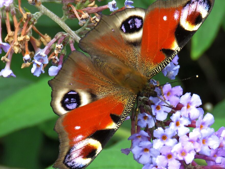 Peacock Butterfly, Incredibly Vivid Colors, Beautiful Creature
