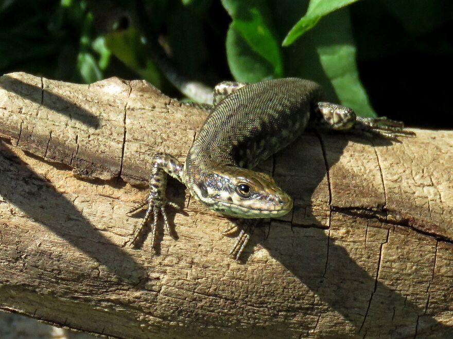 This Little Fellow Even Gave Me A Tiny Smile