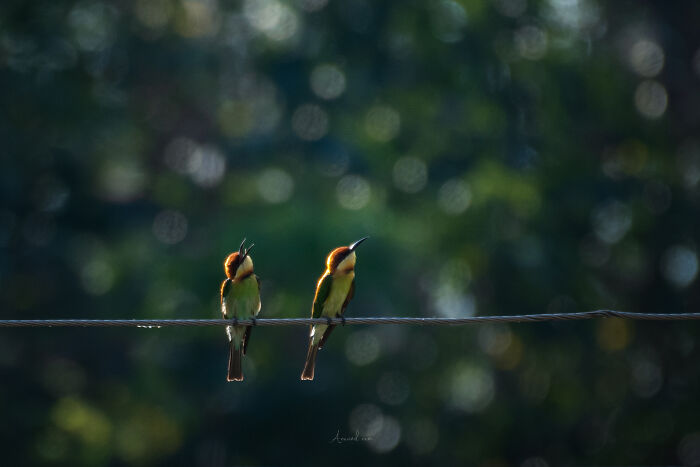 Amazing Pictures Of Valentines Day Celebration By Animals And Birds
