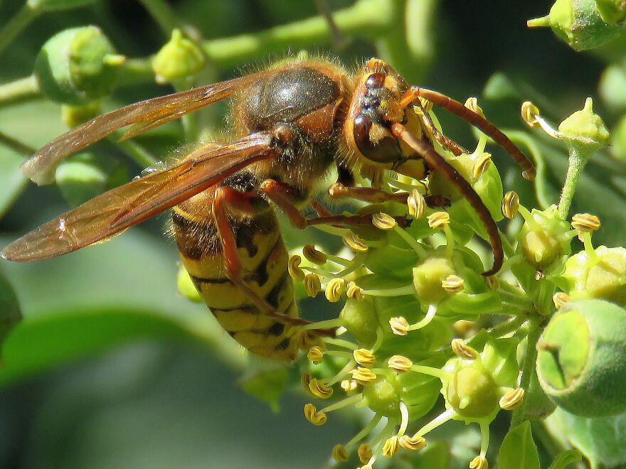 Hornet, Luckily, Its Size Is Only A Couple Of Centimetres