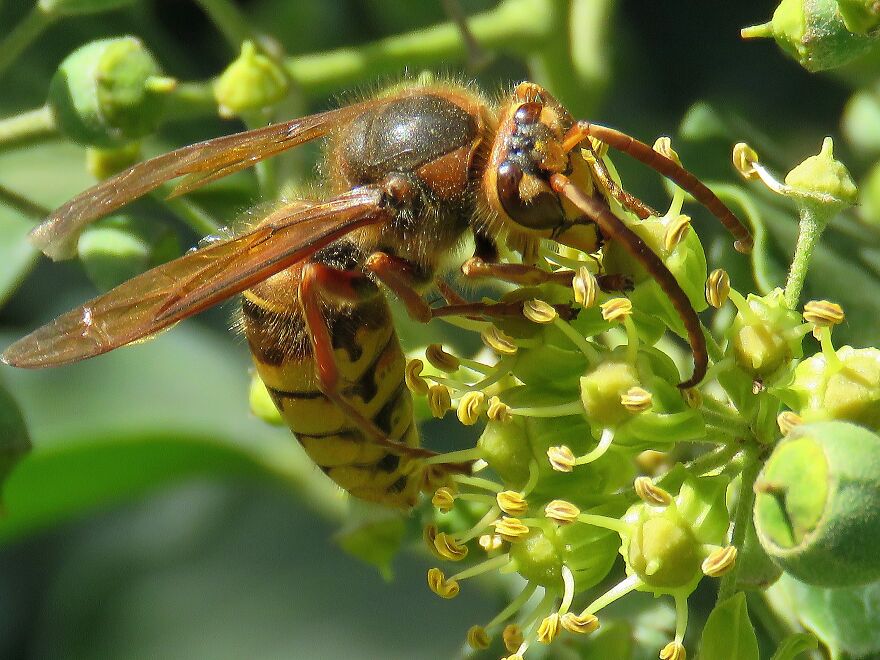 Hornet, Luckily, Its Size Is Only A Couple Of Centimetres