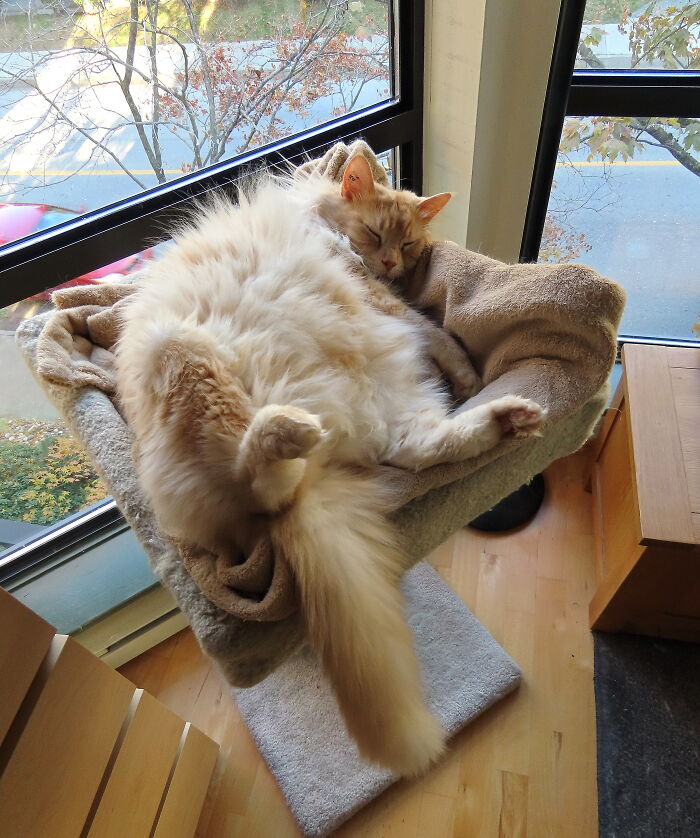 Grandpa, My Best Friend Adopted Him As A Senior, Now He's Chasing Mice Somewhere Over The Rainbow, Big Grumpy Fluff