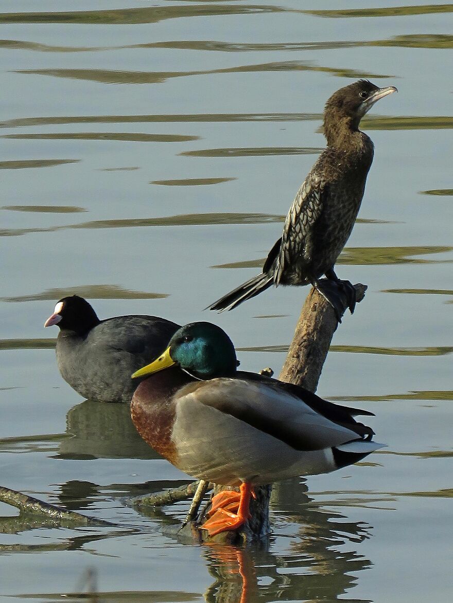 Three Species Of Birds In A Small Space Without Fighting, Why Can't We Live Like That?