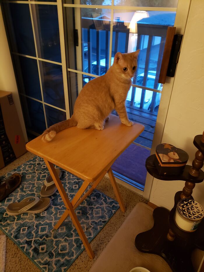 I Only Put The Table There For A Second