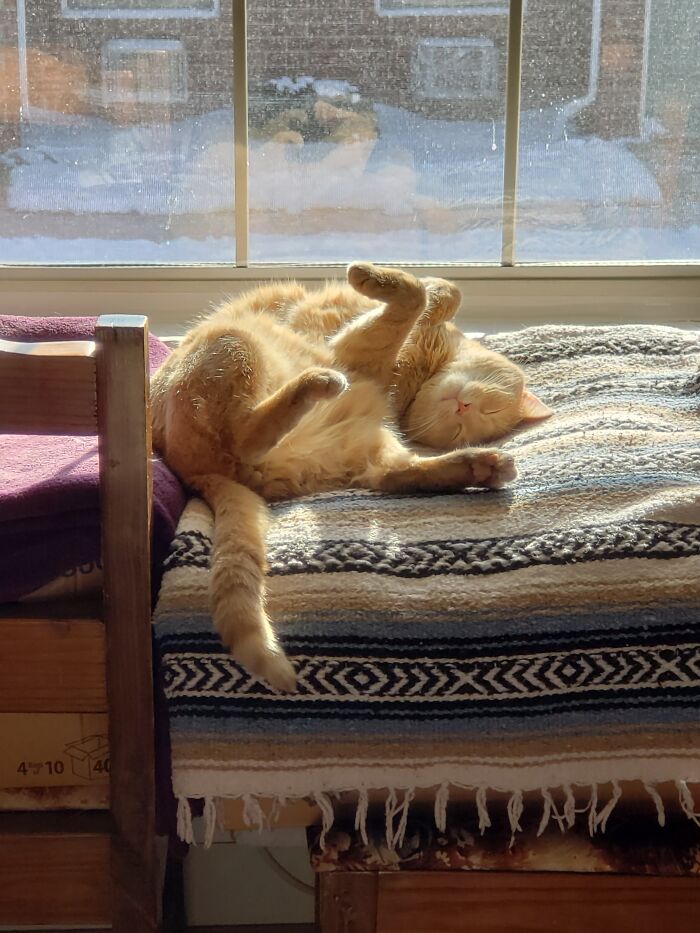 Leo, Who Came To Live With Me 8/22. Now Living His Best Life