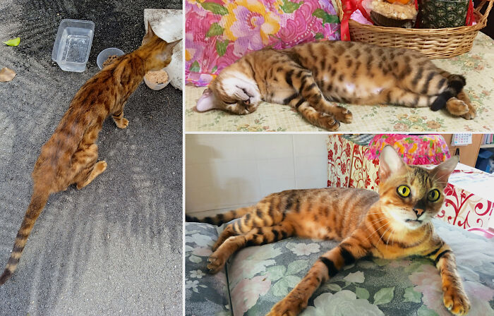 Marmalade, A Street Cat With Kidney Failure - July 2021, vs. Today