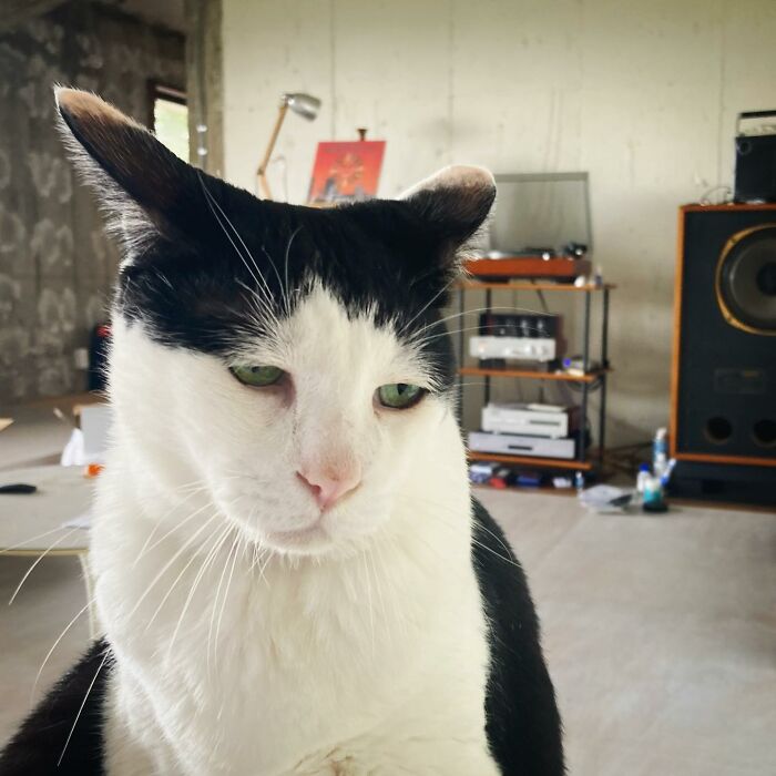 Meet Pancho, The Japanese Cat Whose Gloomy Gaze Stole The Hearts Of Many
