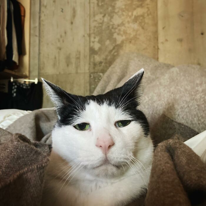 Meet Pancho, The Japanese Cat Whose Gloomy Gaze Stole The Hearts Of Many