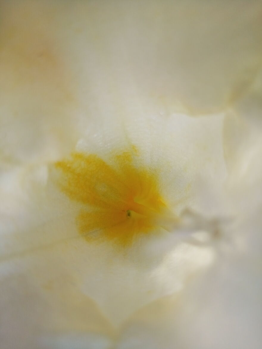 Inside A Flower