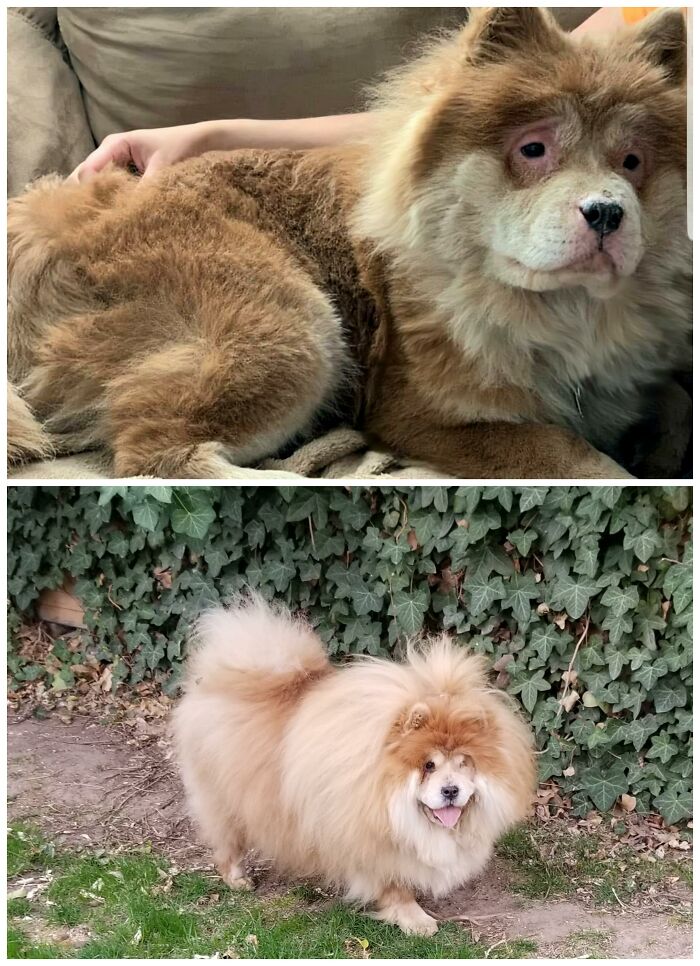 Roo, First Photo Is The Face That I Saw On The Adoption Web Site. She Had Been On The Streets And Her Disease Had Been Mis-Diagnosed. Second Photo Is 2 Years After I Adopted Her. Still Can't Belive It Is The Same Dog. She's So Fluffy!