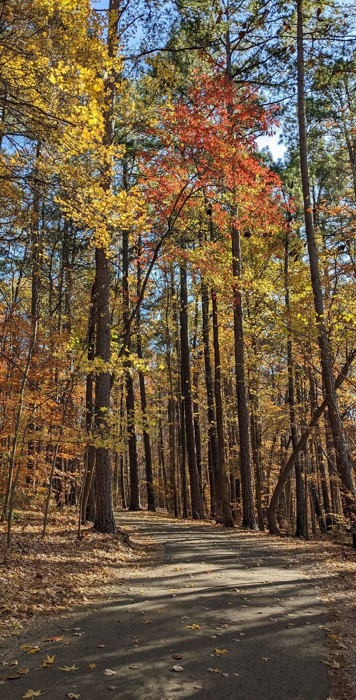 Trail At Lake Johnson Park, North Carolina