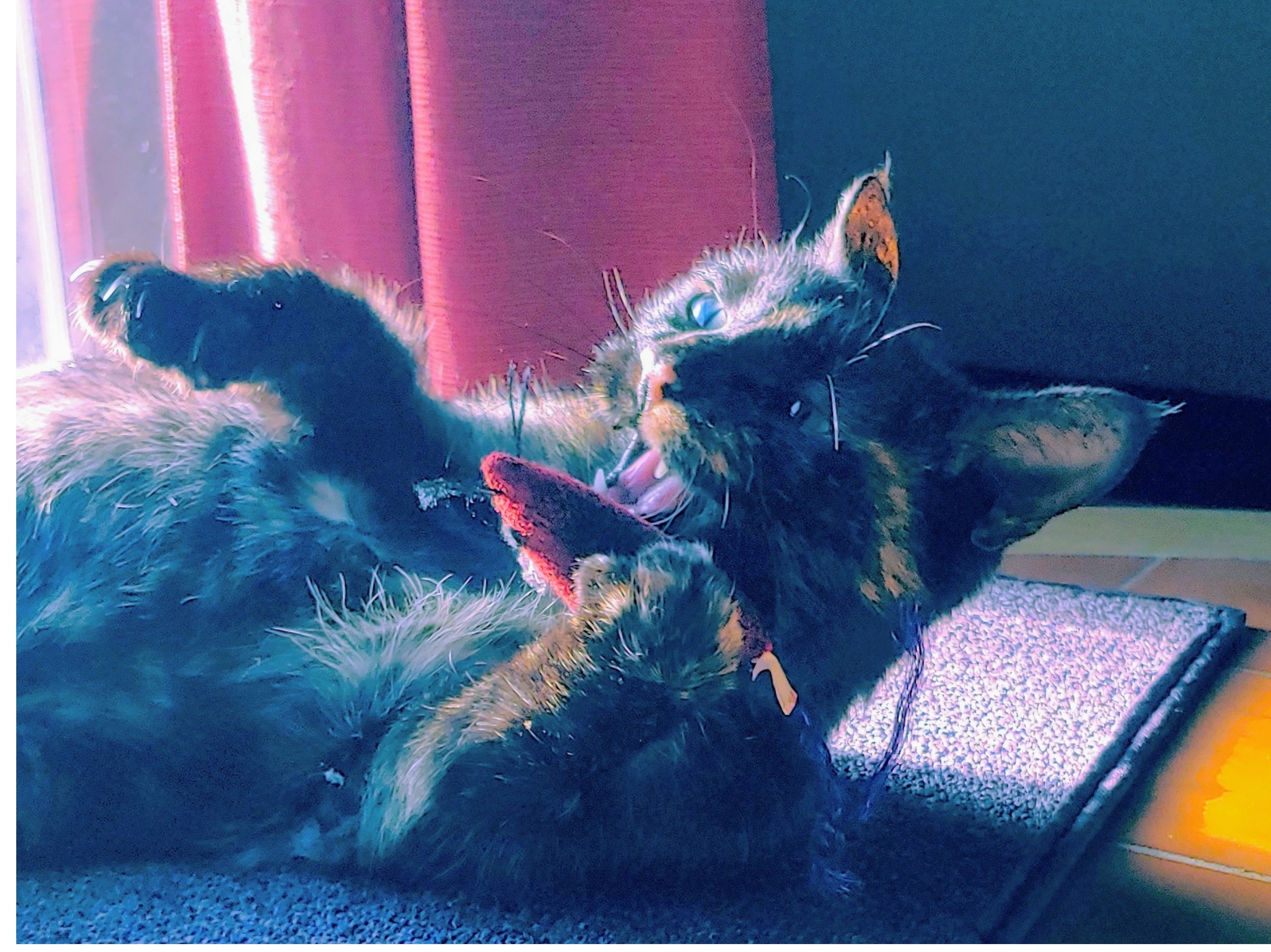 Post A Picture Of Your Pet Playing.