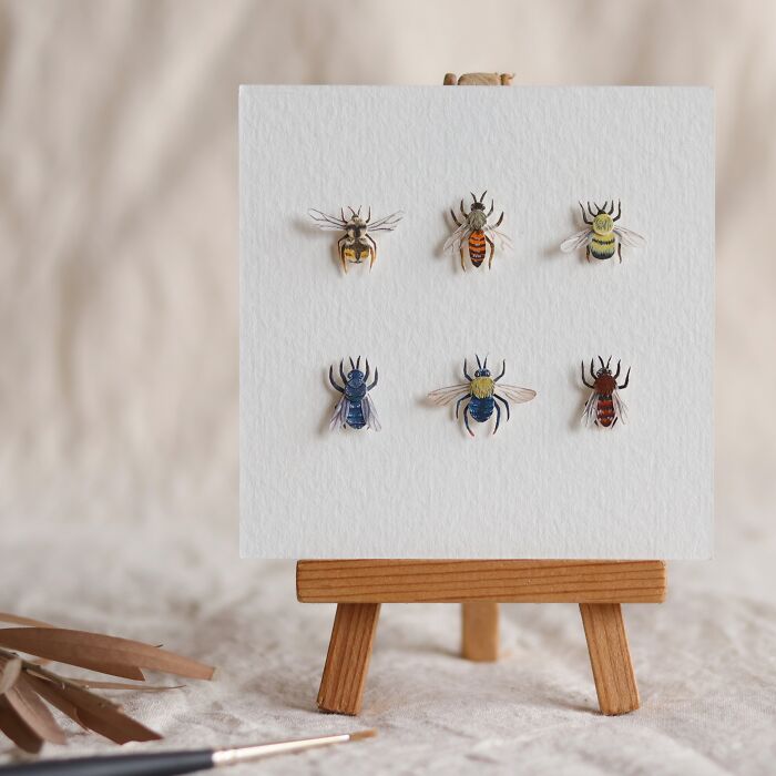 Bee Specimen Collection