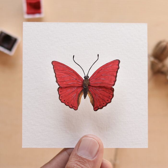 Blood Red Glider Butterfly