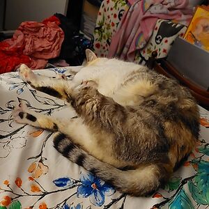 celesteloveland avatar