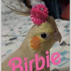 Birbie Girl