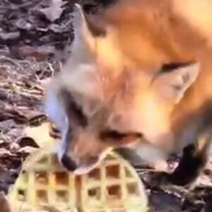 A Fox Eating Waffles