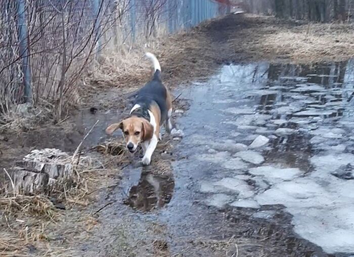 The Dog-Park Is Thawing