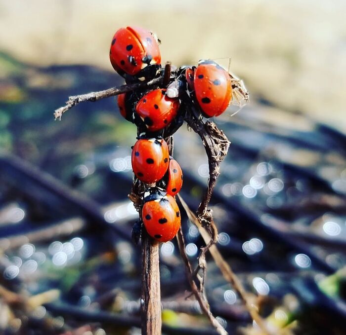 Little Ladybirds Come Out In Spring Time 😊