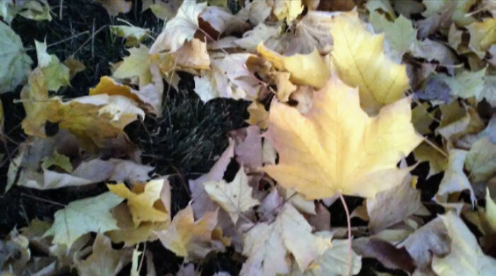 "Accidental Masterpieces"