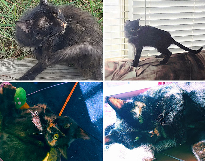 I Found Cinder Sept 2021. She Was In Rough Shape, But She Slowly Healed And Is Now Happy And Healthy