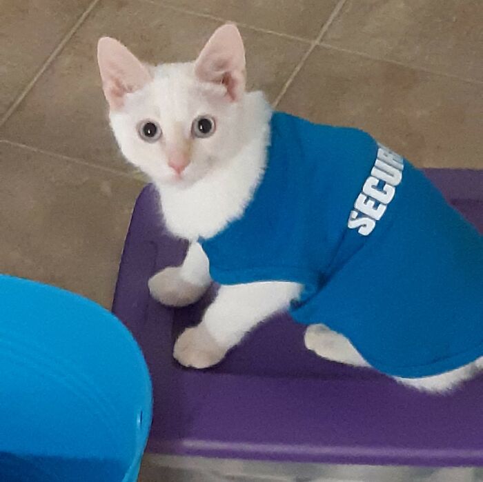 Sunny At His First Job - Litter Box Bouncer