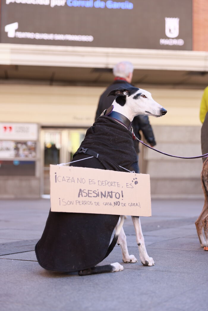 I Photographed Thousands Of People Protesting Against Animal Rights Bill In  Spain To Spread Awareness | Bored Panda
