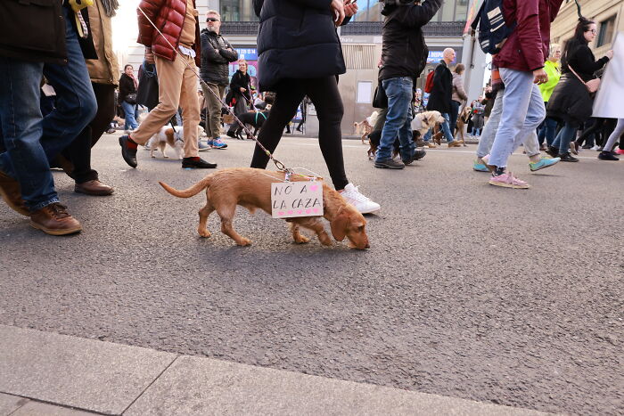 I Photographed Thousands Of People Protesting Against Animal Rights Bill In Spain To Spread Awareness