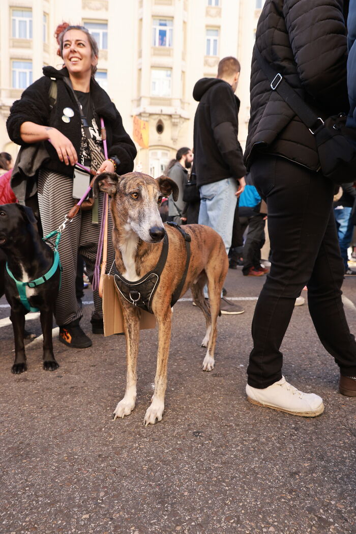 I Photographed Thousands Of People Protesting Against Animal Rights Bill In Spain To Spread Awareness