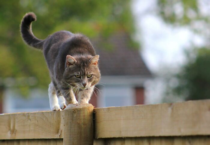 A Story Of A Stray Cat That Showed Up At Our Window And Came Into Our Life A Story Of A Stray Cat That Showed Up At Our Window And Came Into Our Life