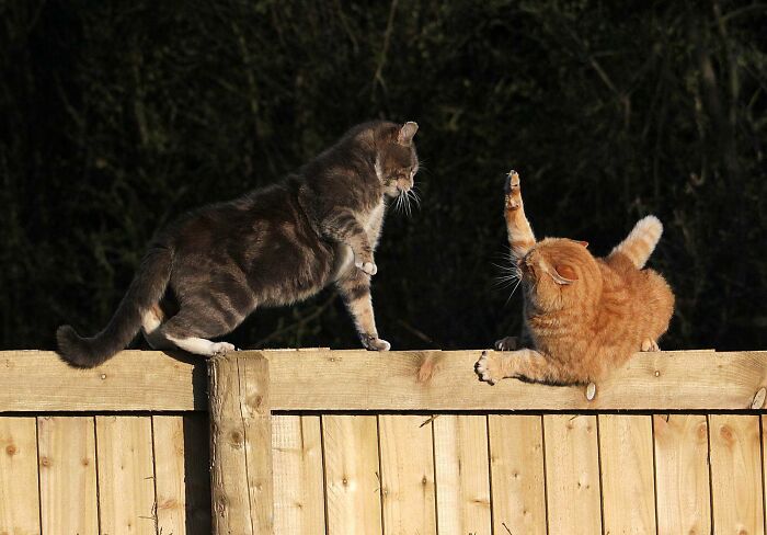 A Story Of A Stray Cat That Showed Up At Our Window And Came Into Our Life A Story Of A Stray Cat That Showed Up At Our Window And Came Into Our Life