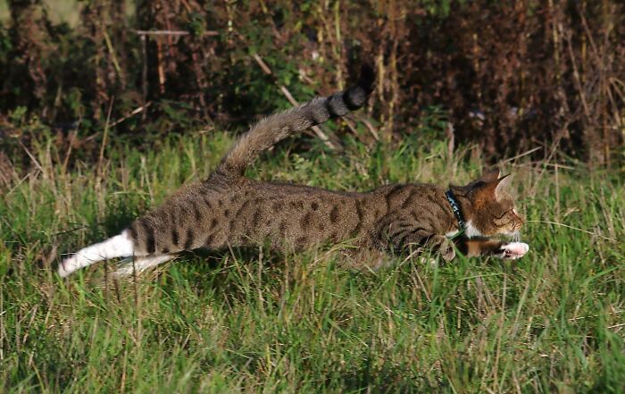 A Story Of A Stray Cat That Showed Up At Our Window And Came Into Our Life A Story Of A Stray Cat That Showed Up At Our Window And Came Into Our Life