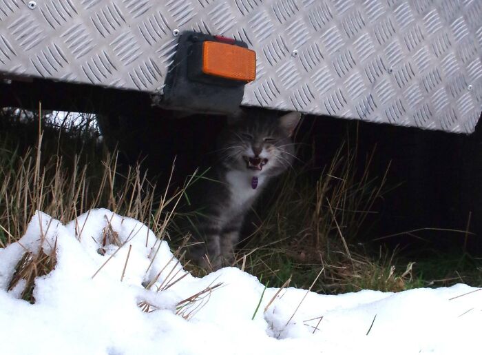 A Story Of A Stray Cat That Showed Up At Our Window And Came Into Our Life A Story Of A Stray Cat That Showed Up At Our Window And Came Into Our Life