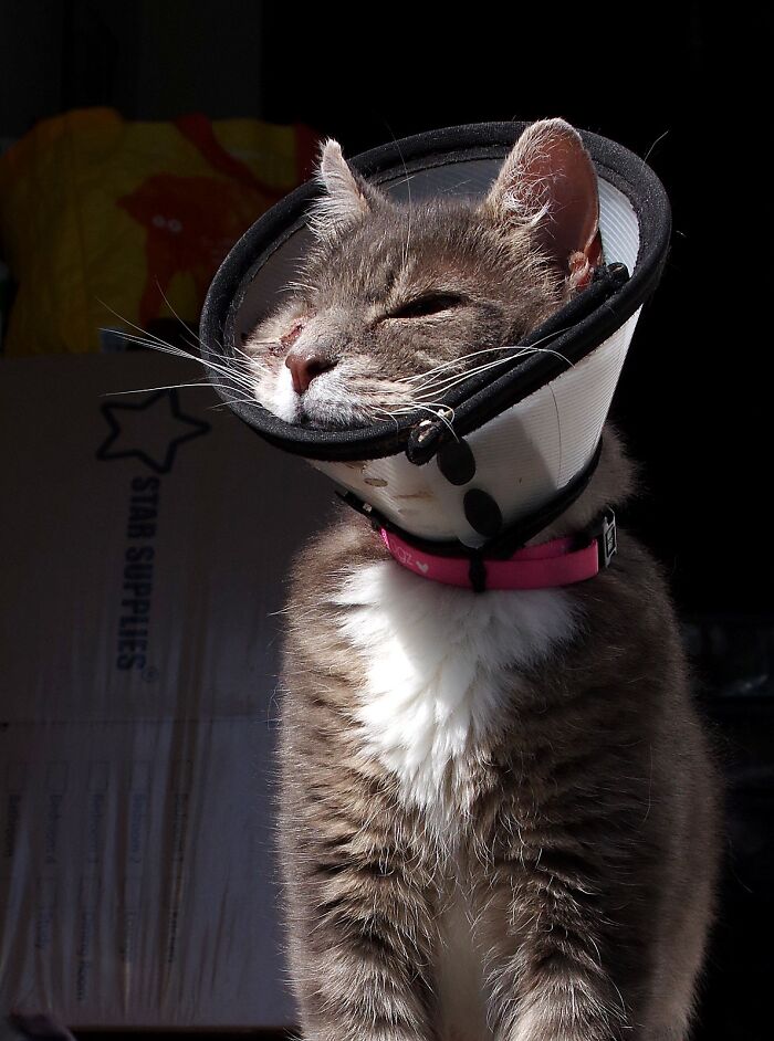 A Story Of A Stray Cat That Showed Up At Our Window And Came Into Our Life A Story Of A Stray Cat That Showed Up At Our Window And Came Into Our Life